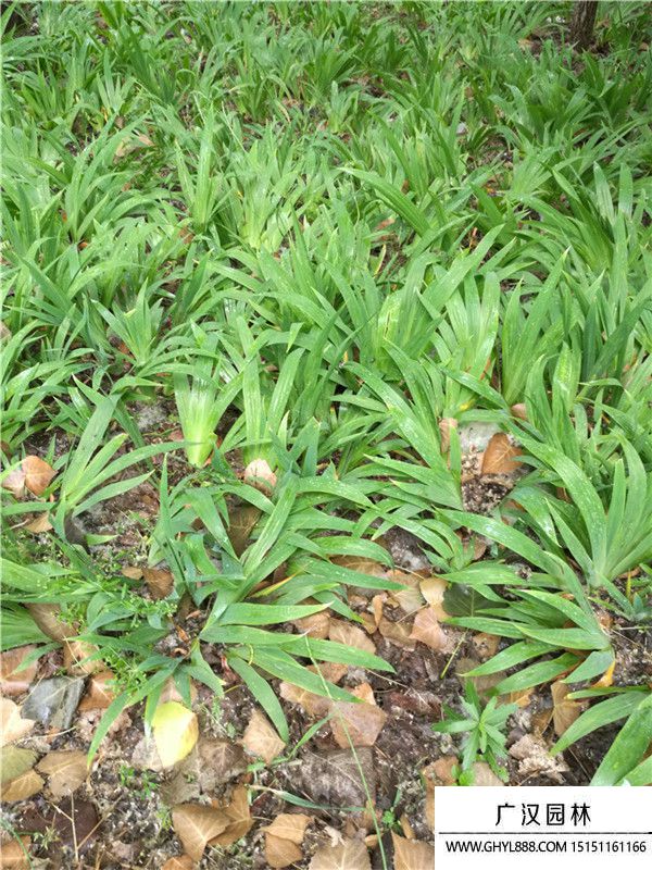 黄花鸢尾