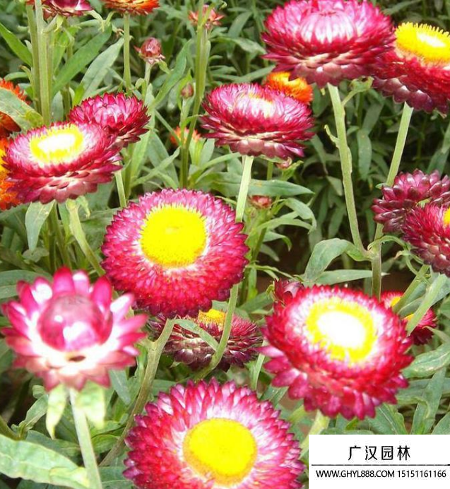 麦秆菊