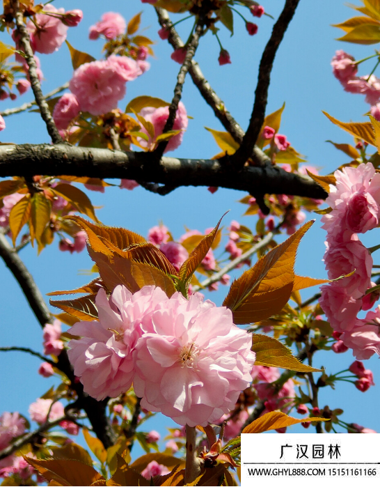 垂枝樱花