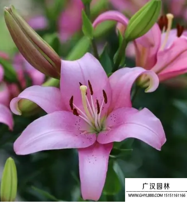 百合花