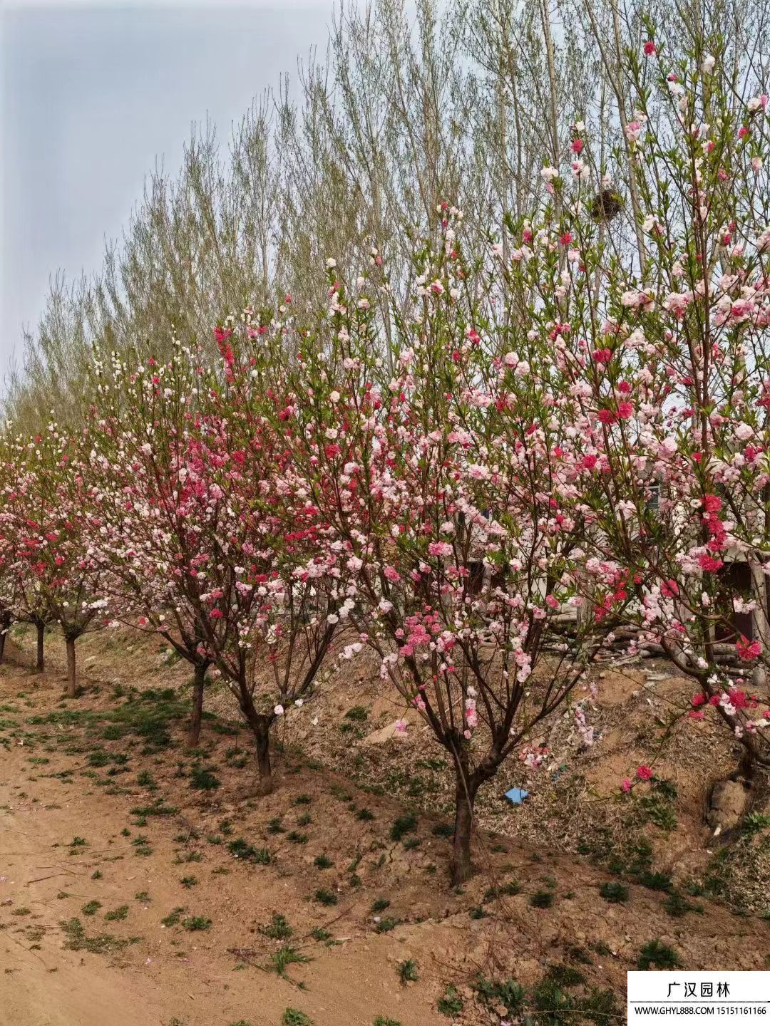 菊花碧桃