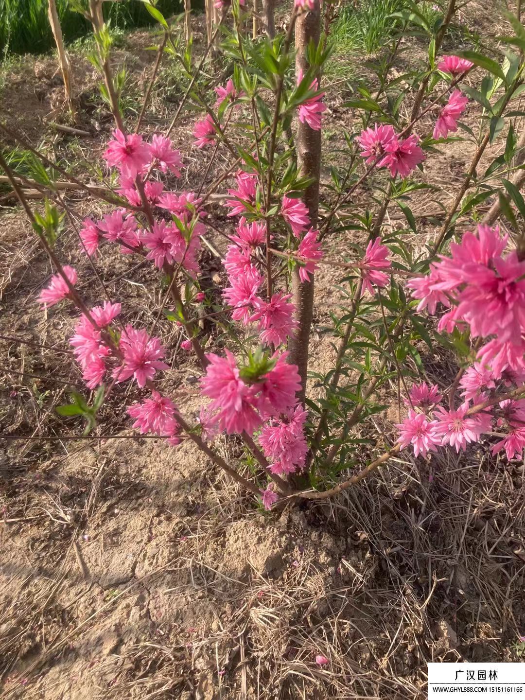 菊花碧桃