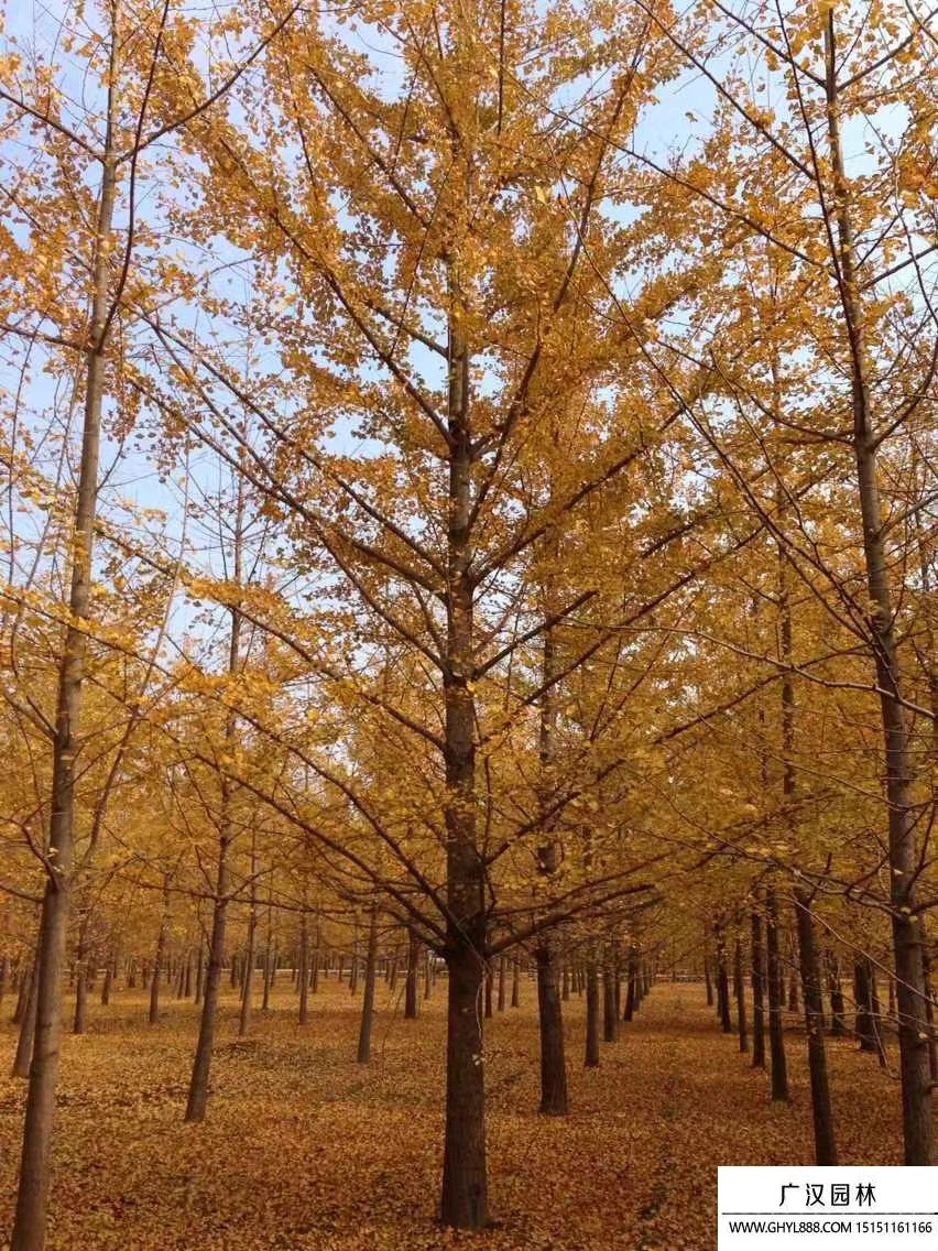 银杏树