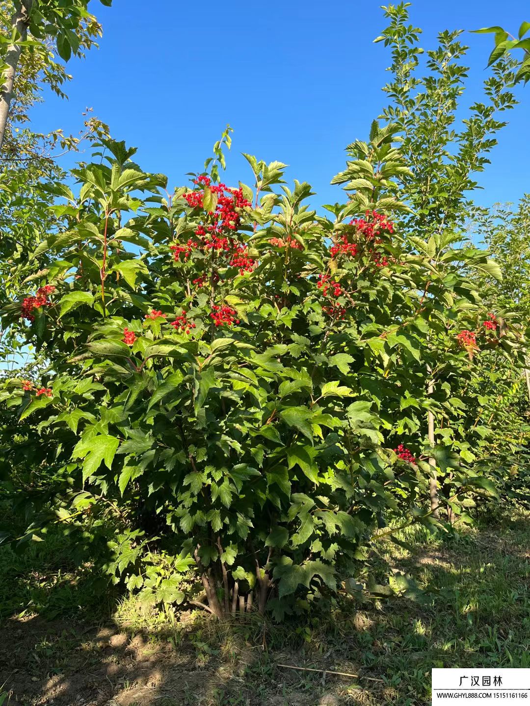 天目琼花 