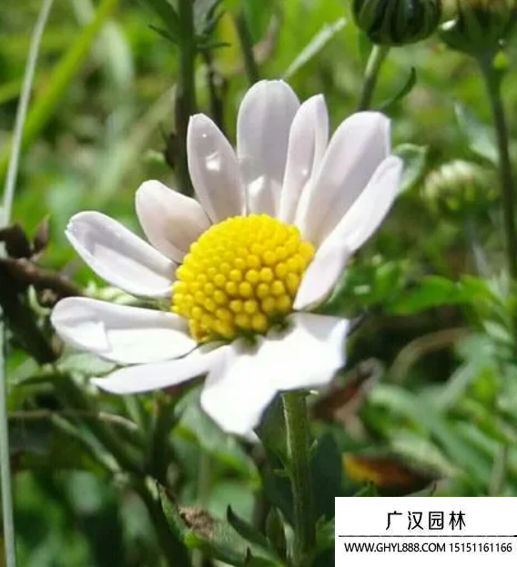 白色翠菊