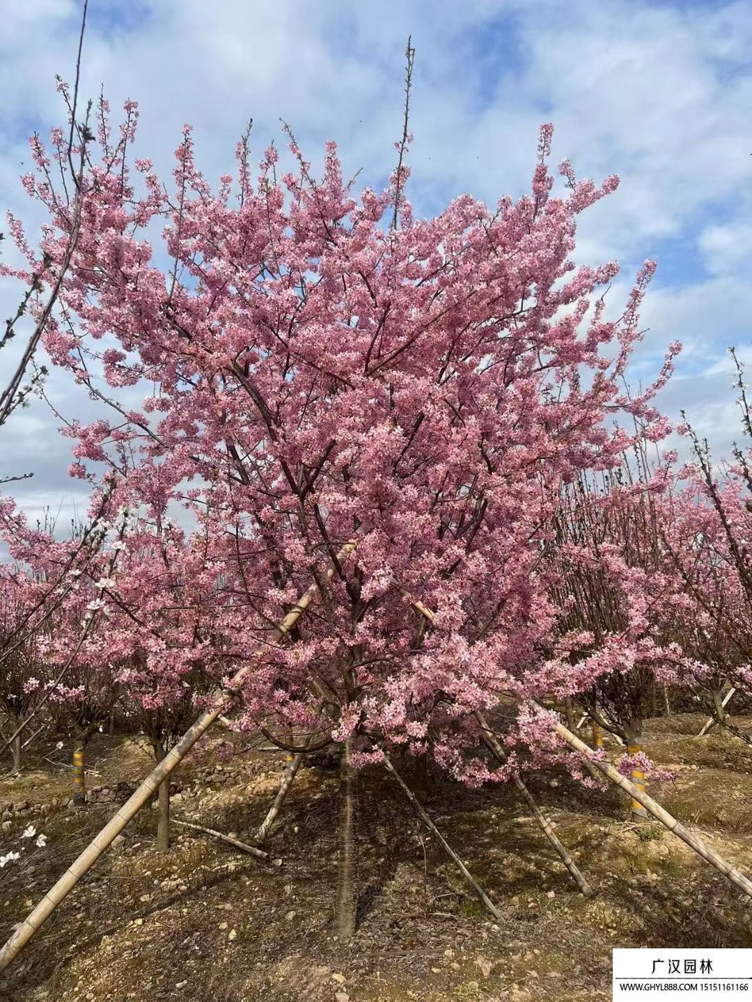 樱花