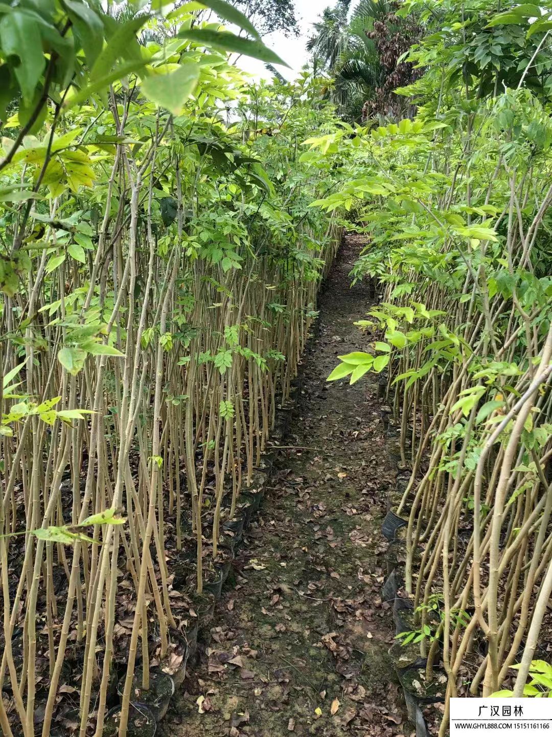 黄花梨