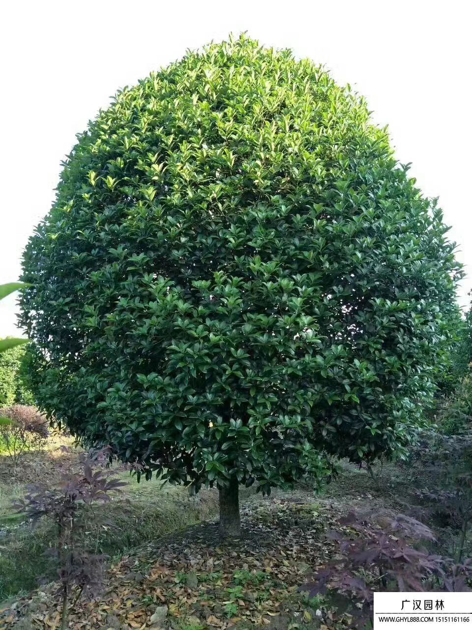 桂花树 