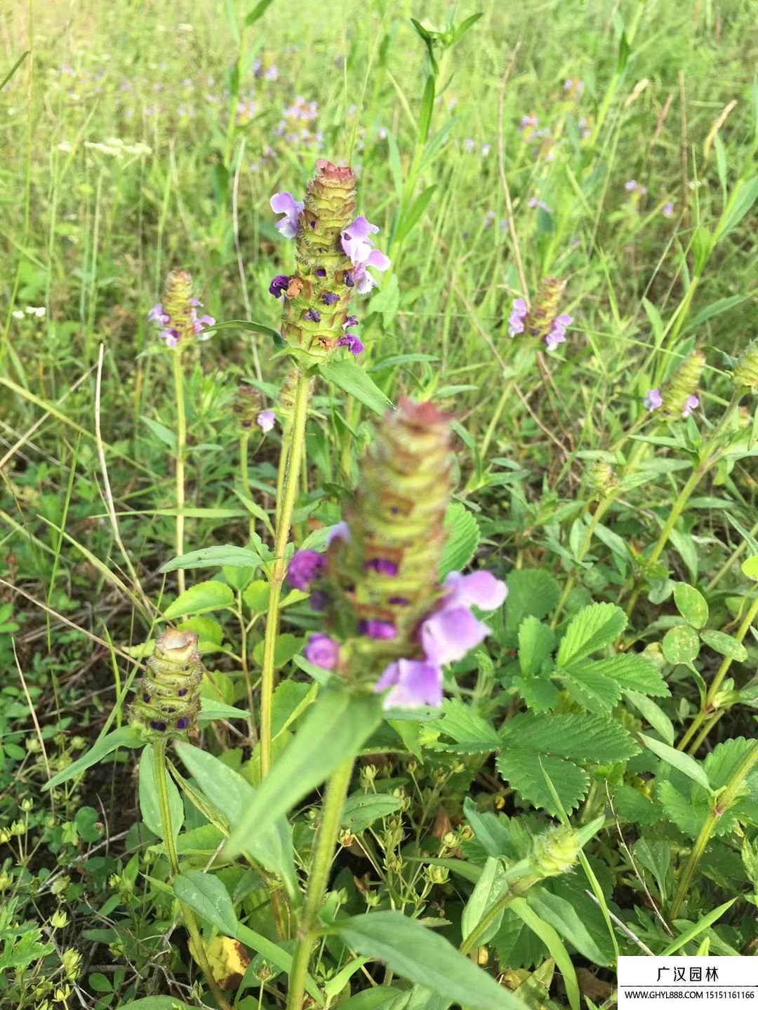 夏枯草 