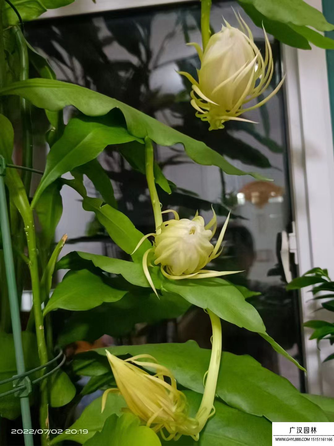 昙花 