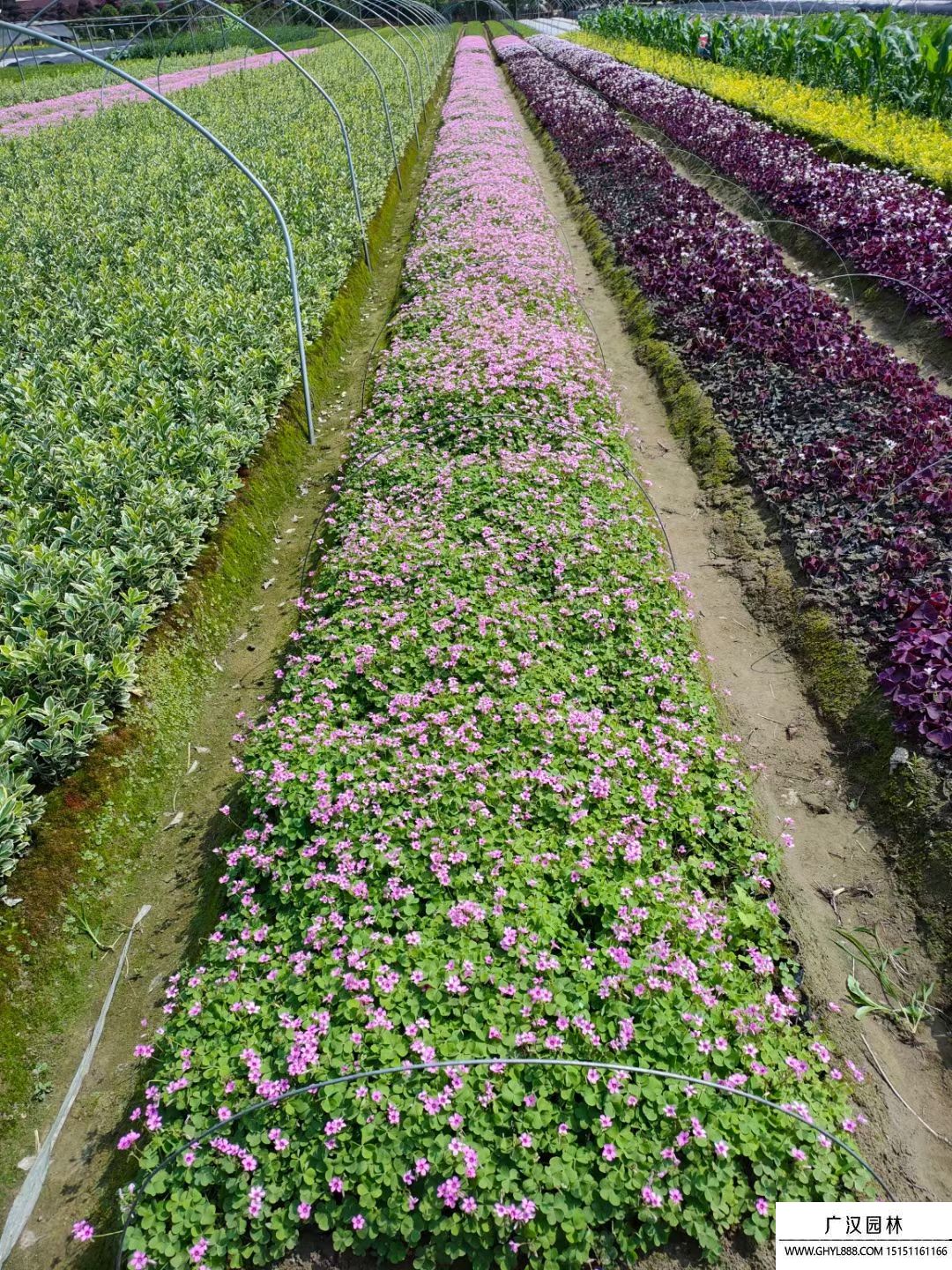 红花醡浆草 