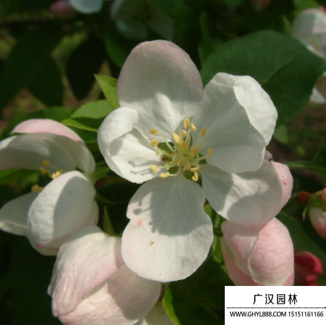 花叶海棠