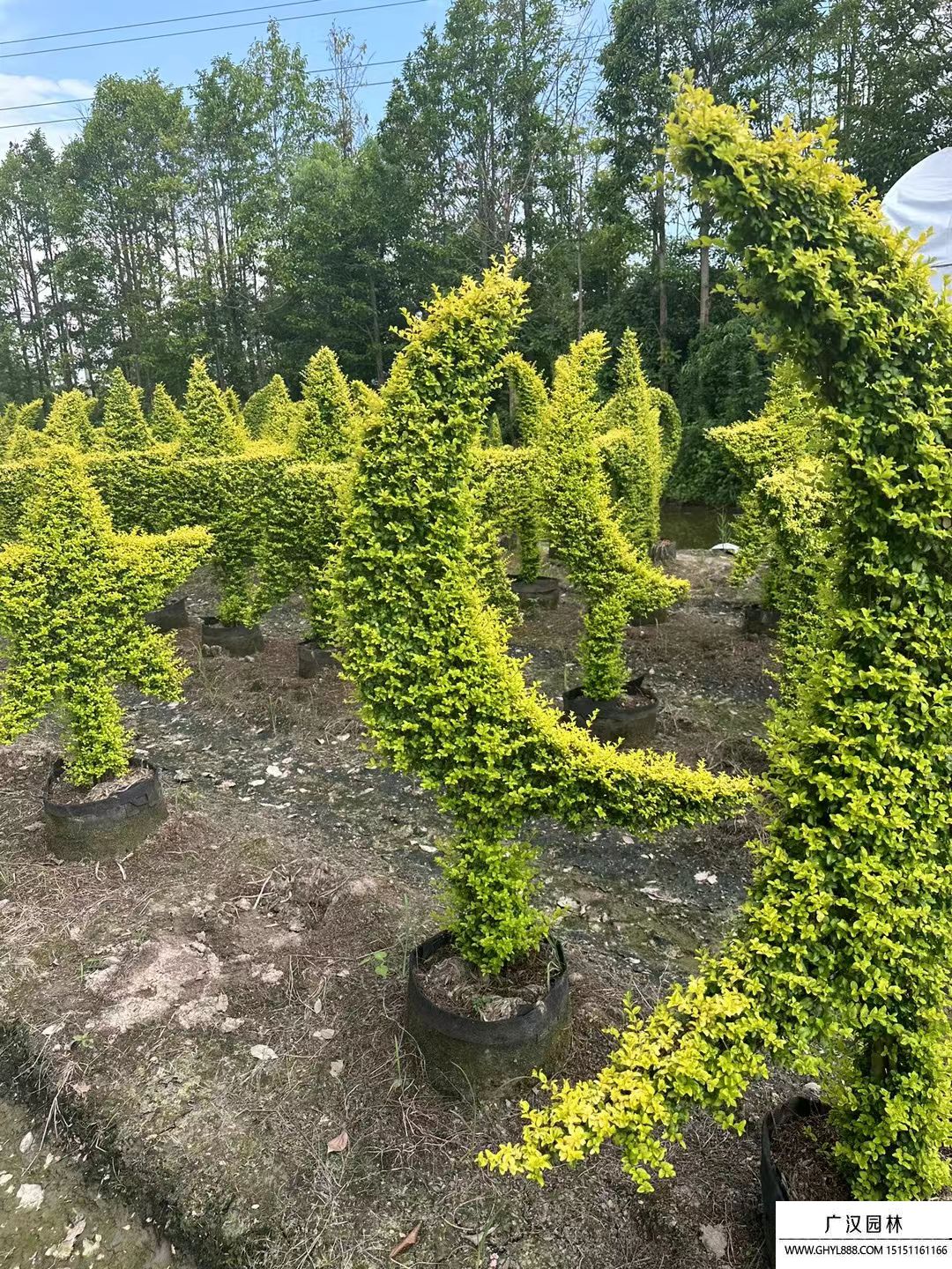 造型亮晶女贞