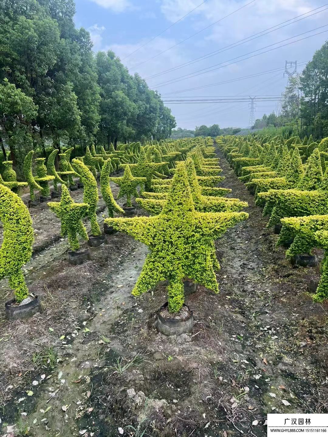 造型亮晶女贞