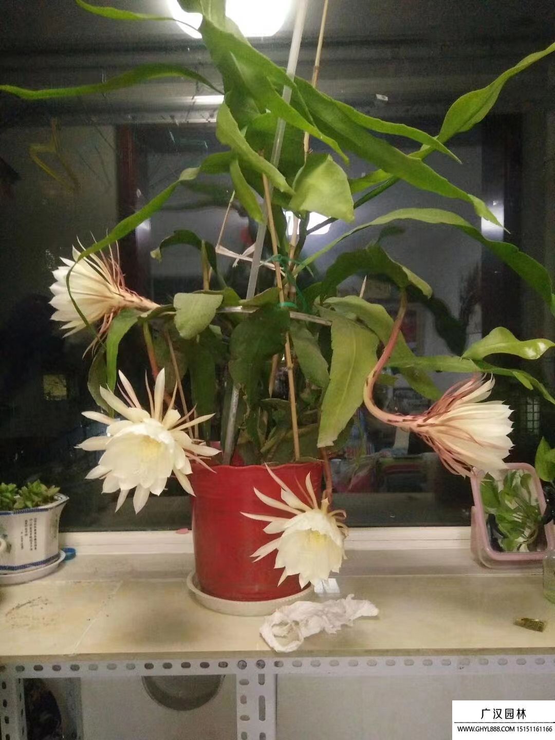 昙花 