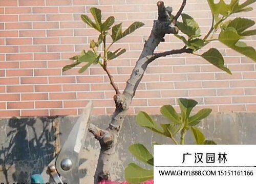 无花果图片