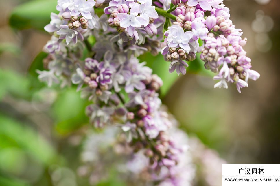 丁香花图片