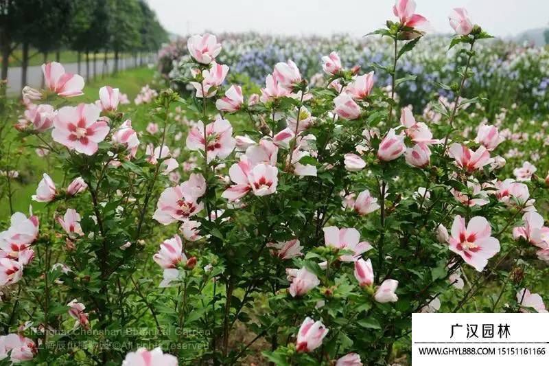 木槿花图片