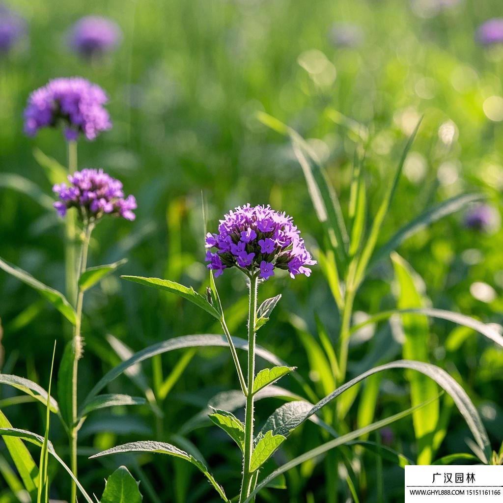 柳叶马鞭草图片