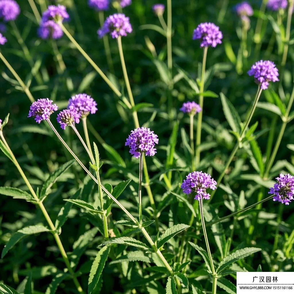 柳叶马鞭草(2).jpg