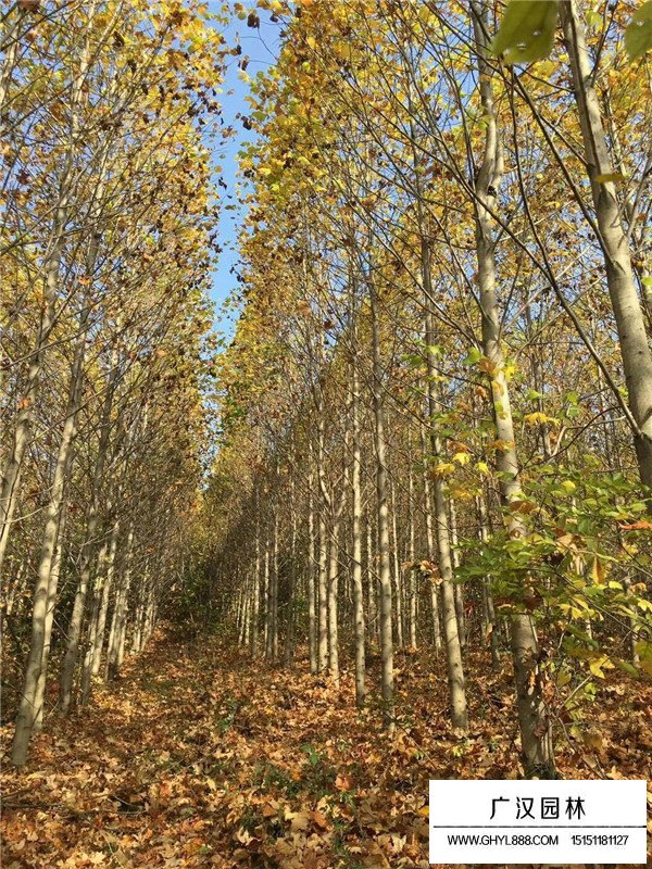 不同规格马褂木价格(图3)