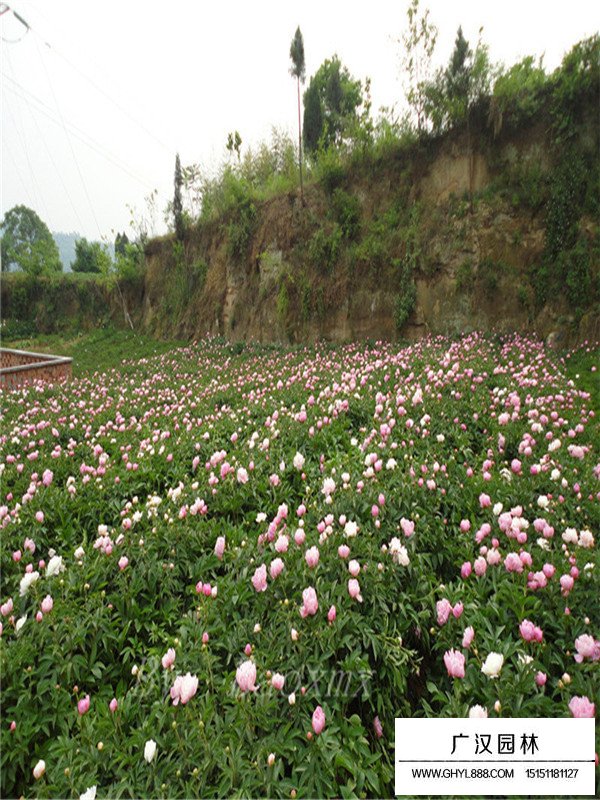 芍药花的花语是什么？(图1)