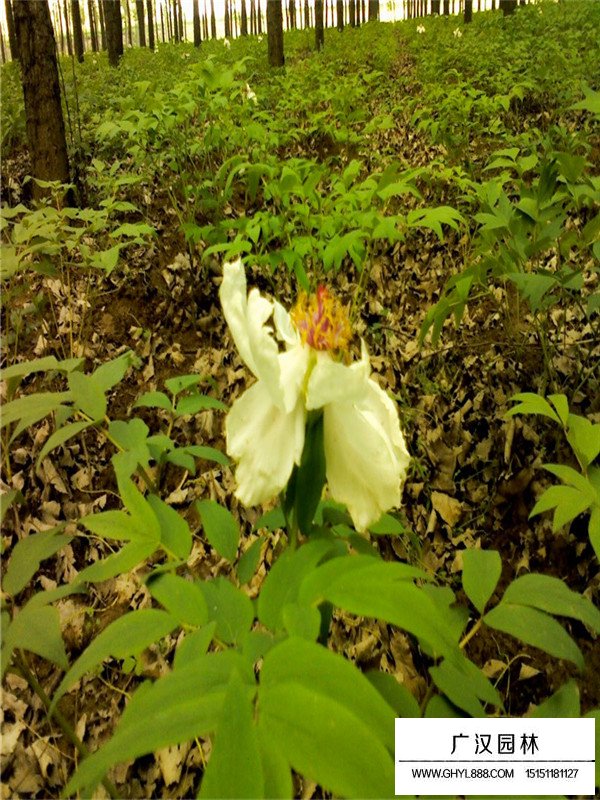 你知道芍药花的花语吗？(图3)