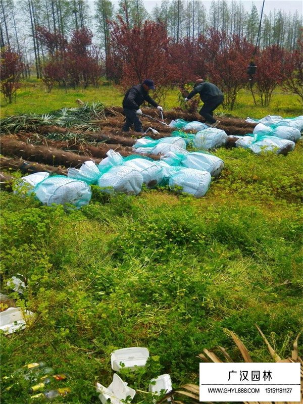 棕榈树的种植要点(图2)