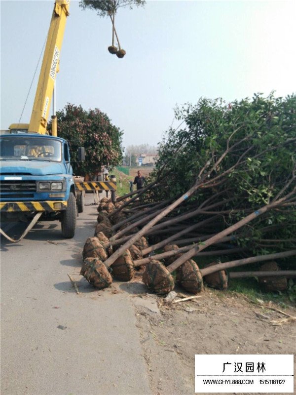 石楠树的绿化价值(图2)