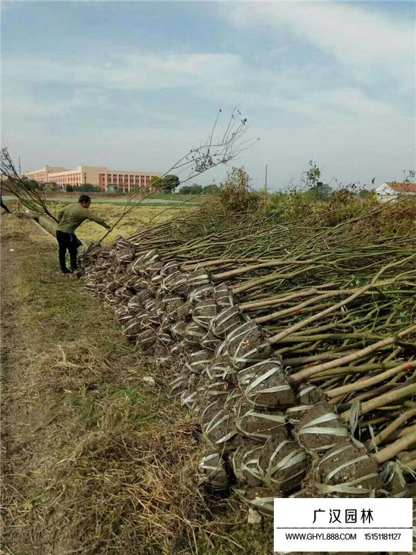 不同直径鸡爪槭价格(图3)