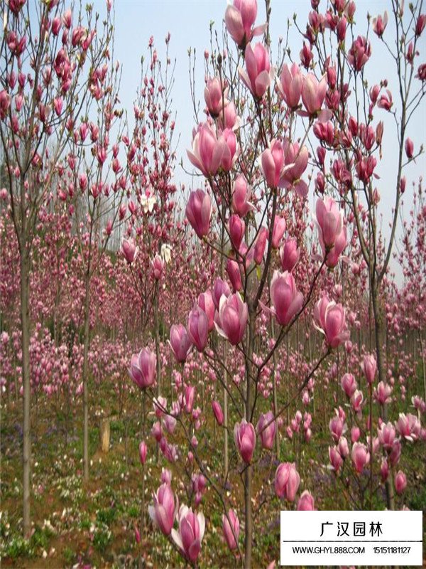 红玉兰的花期是什么时候(图1)