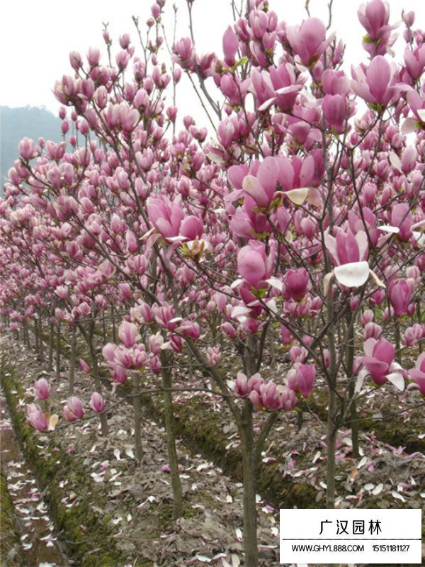 红玉兰的花期是什么时候(图3)