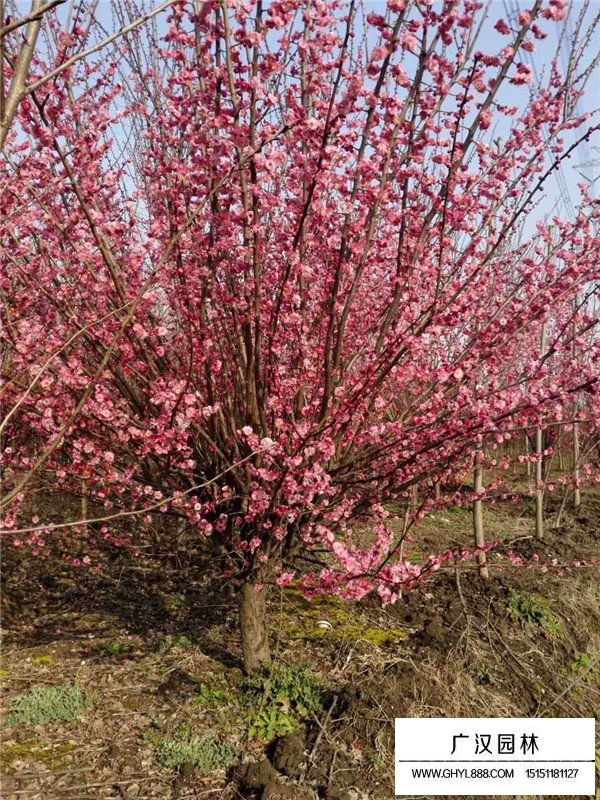 红梅树什么时候开花(图1)