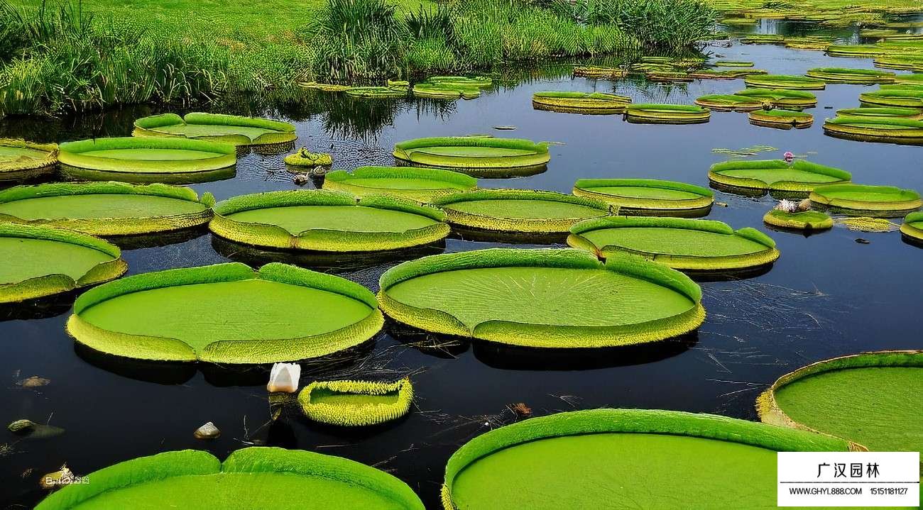 水生植物的叶子为什么能漂浮在水面