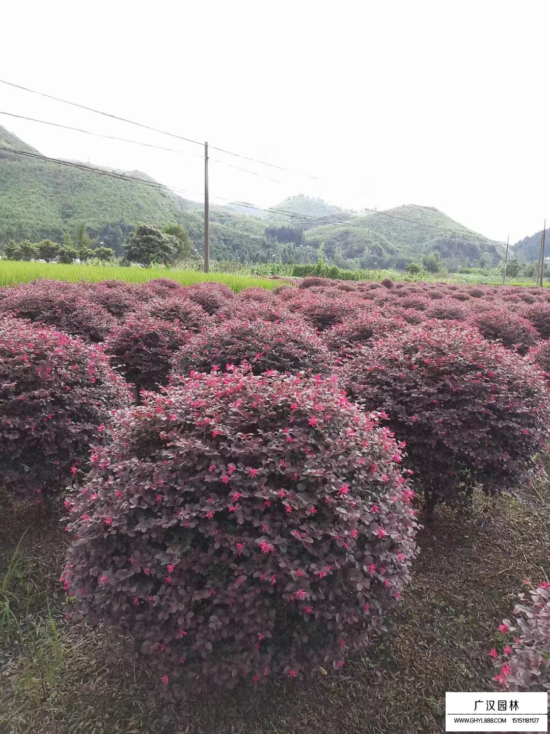 红花继木球