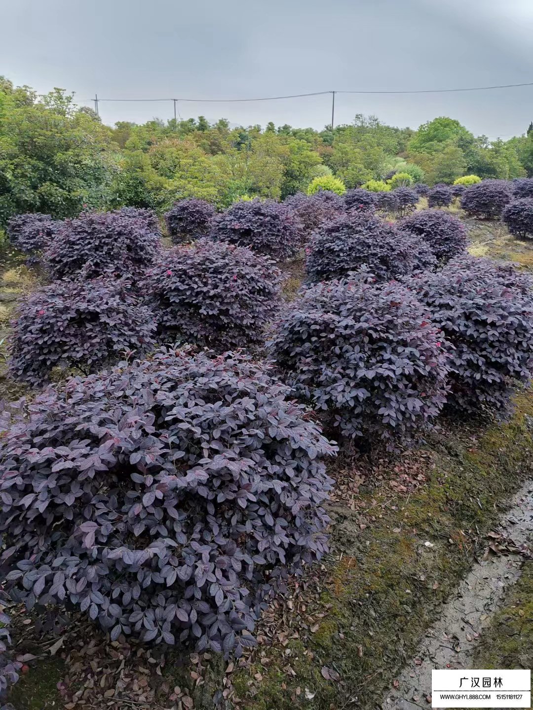 红花继木球