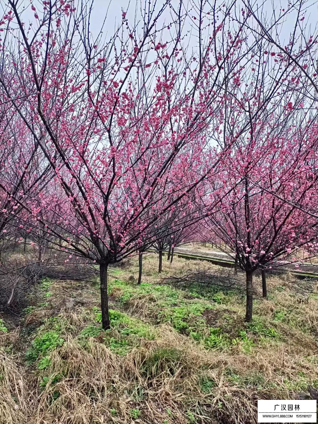 红梅树