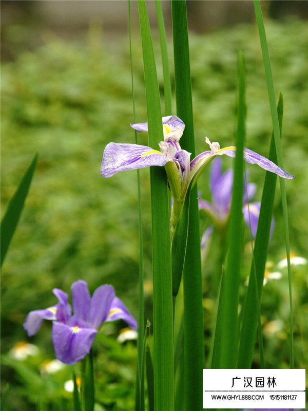 马兰花小苗