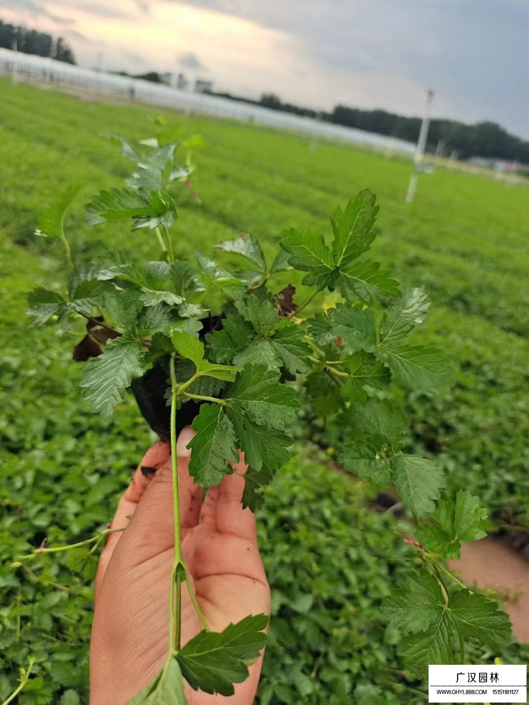 三叶委陵菜小苗