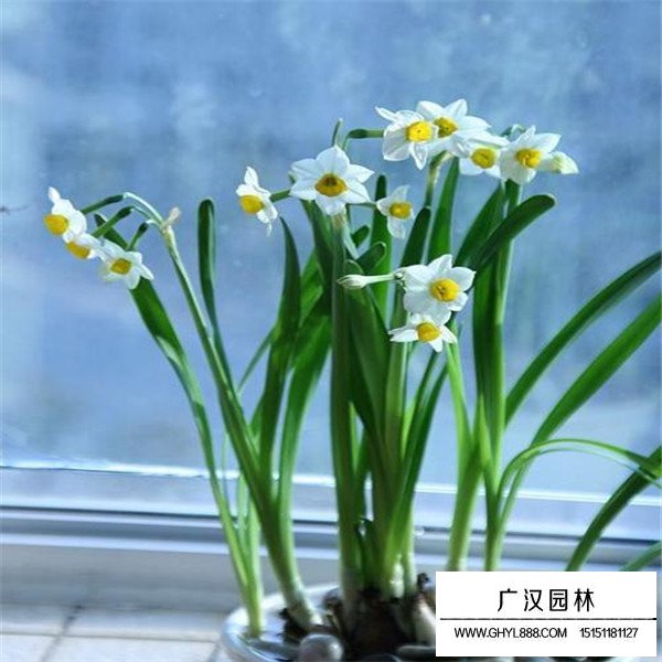 水仙花