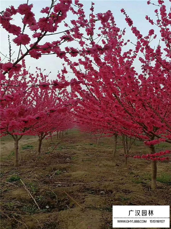 红叶碧桃