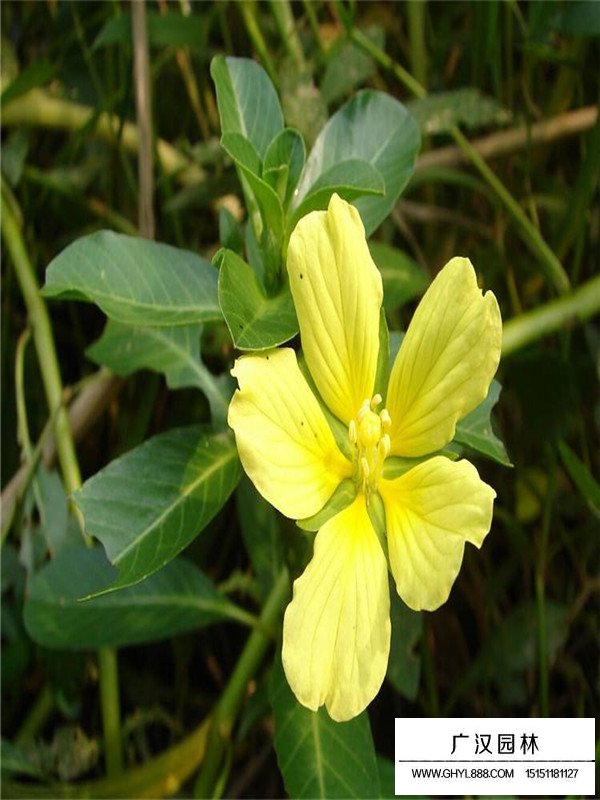 黄花水龙