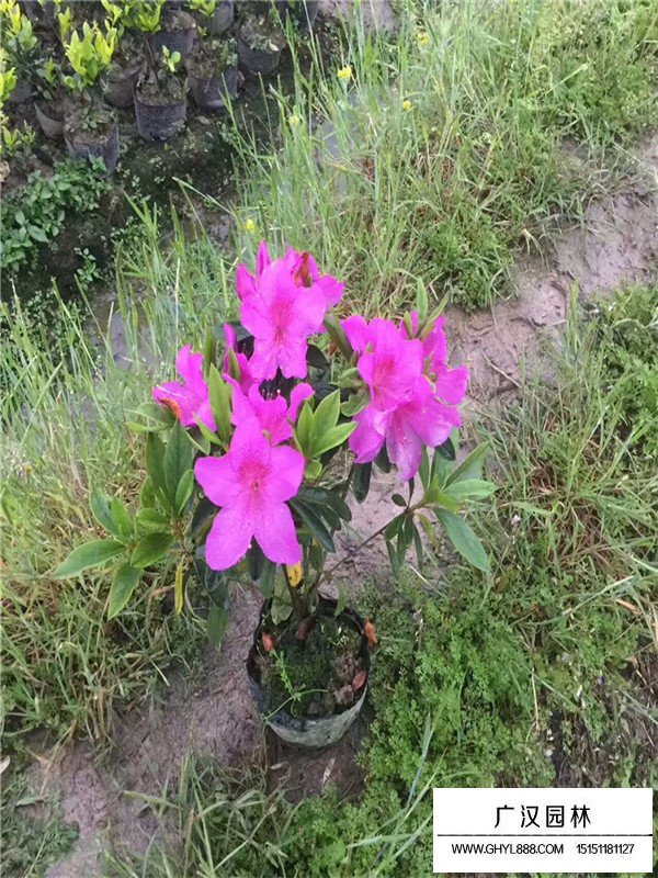 杜鹃花