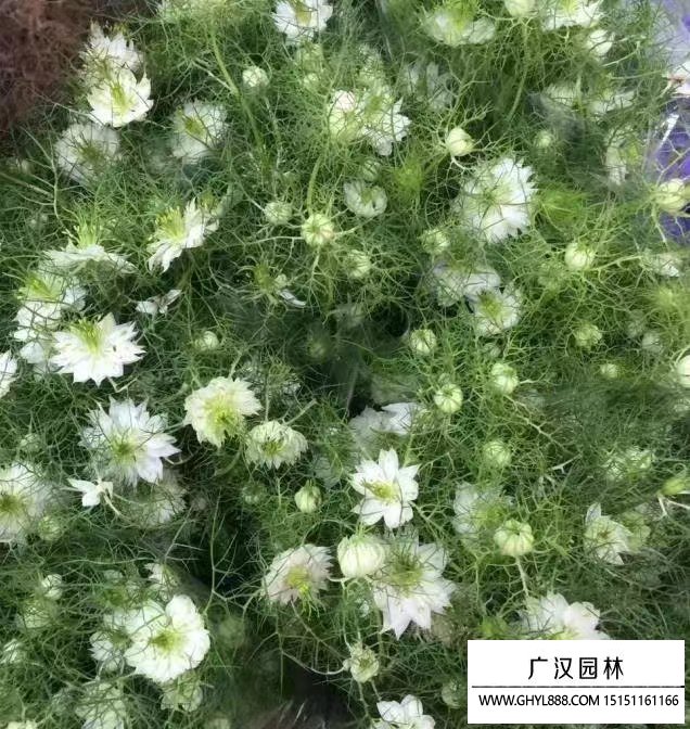 黑种草