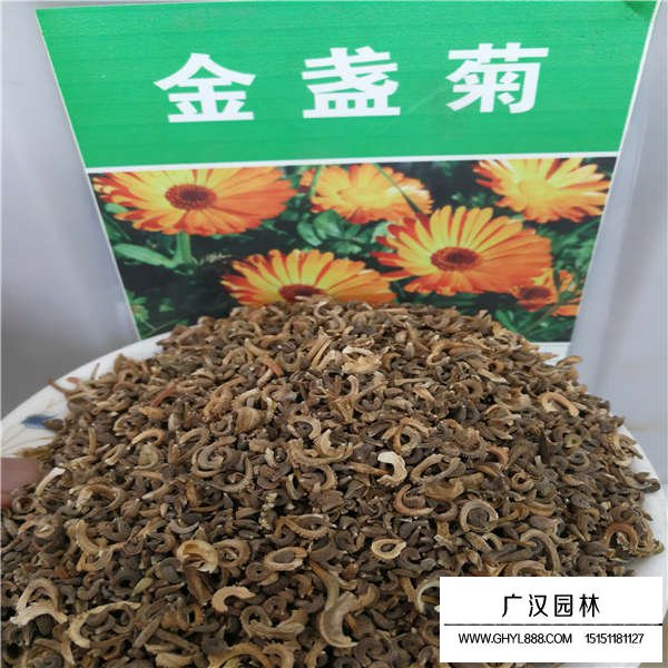 金盏菊种子