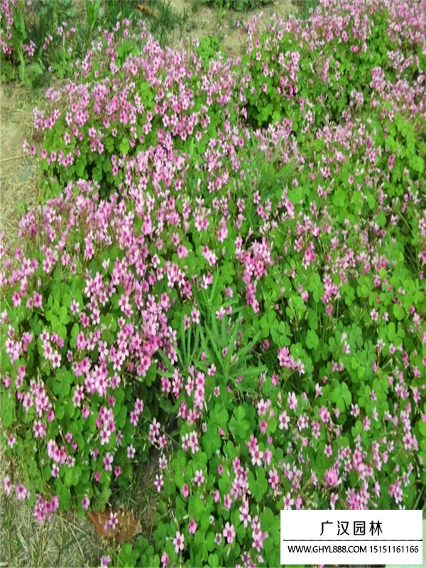 红花醡浆草