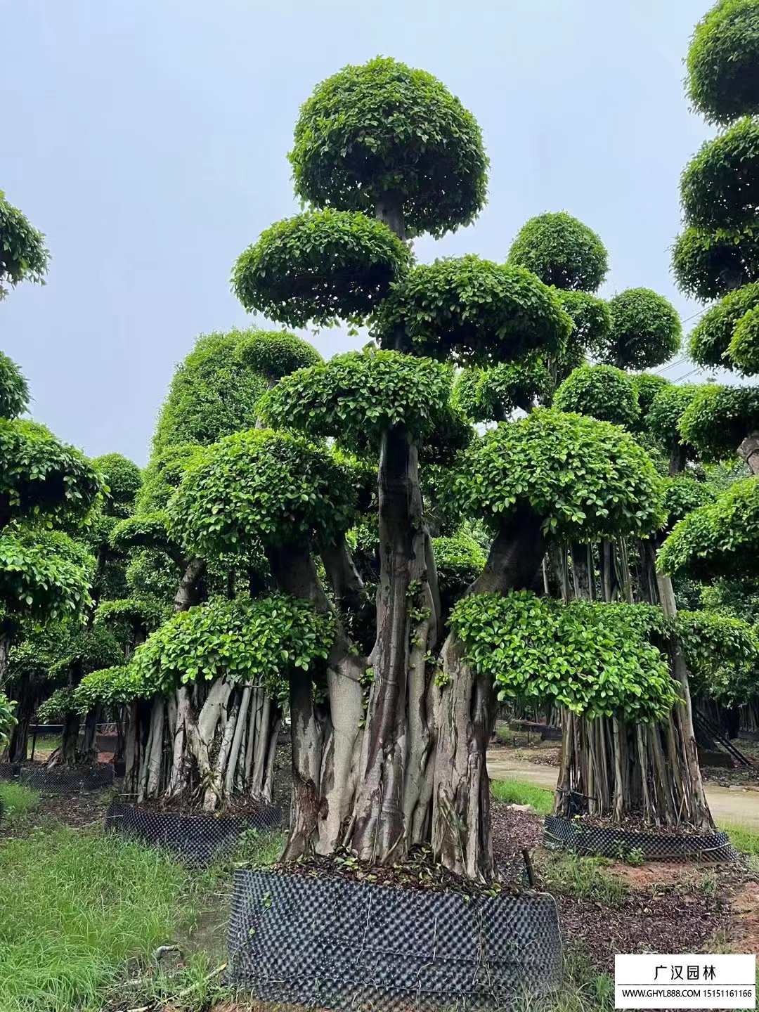 榕树盆景