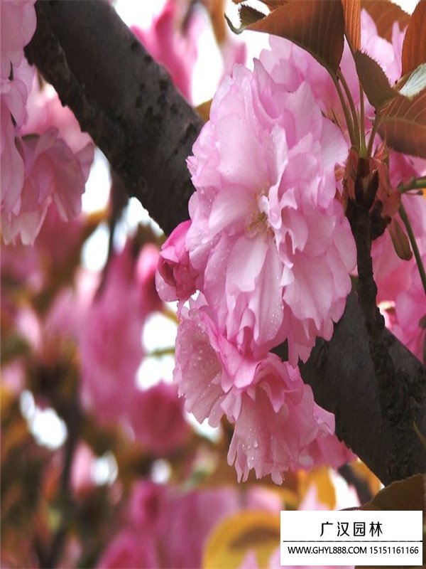 福建山樱花