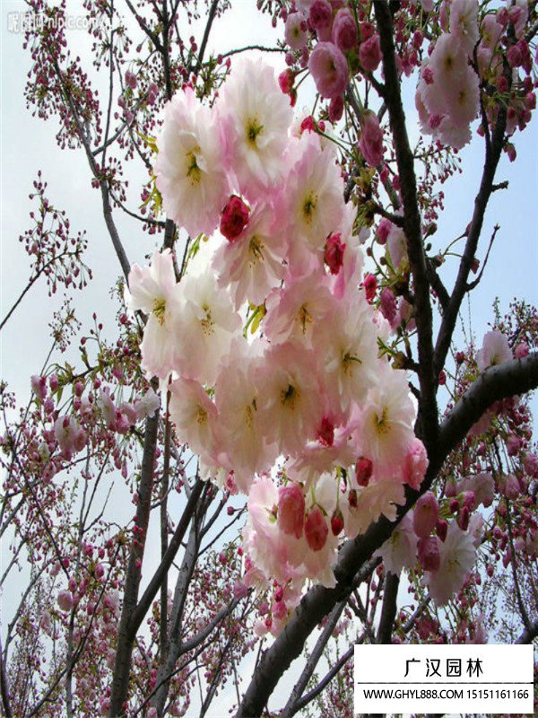 福建山樱花