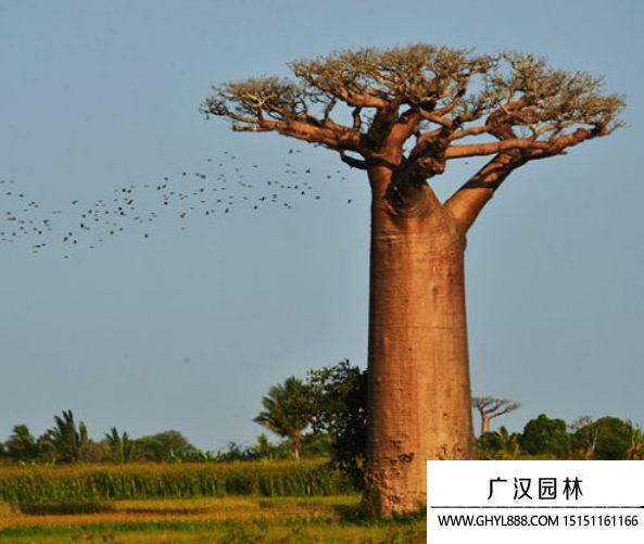 猴面包树